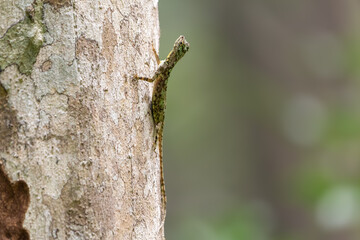 Draco dussumieri, also known commonly as the Indian flying lizard, the southern flying lizard, and the Western Ghats flying lizard