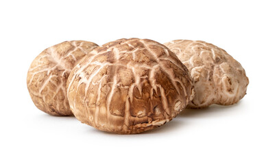 Fresh and dry shiitake mushrooms in stack isolated on white background with clipping path and shadow in png file format. Japanese and Chinese herb