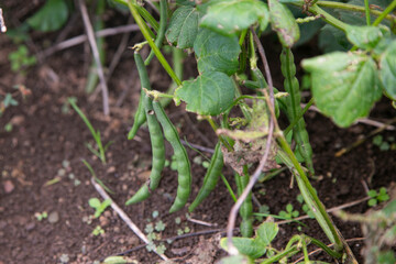 Naklejka na ściany i meble Green beans in a garden on Sado Island in Niigata, Japan.