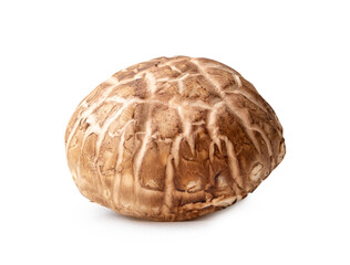 Single fresh shiitake mushroom isolated on white background with clipping path. Japanese and Chinese herb