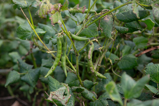 Green beans in a garden on Sado Island in Niigata, Japan.