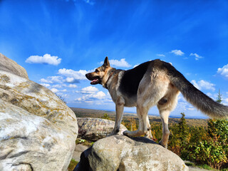 Fototapeta premium Dog German Shepherd in mountain on big grey stone and blue sky with white clouds. Russian eastern European dog veo in nature landscape