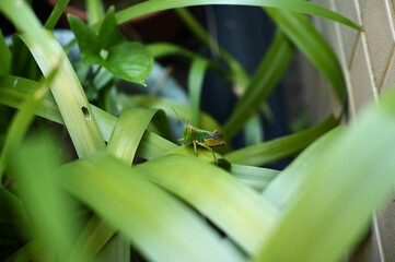 Grasshopper in the grass bush