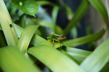 Fototapeta premium Grasshopper in the grass bush
