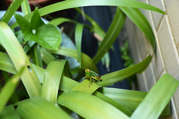 Obraz premium Grasshopper in the grass bush