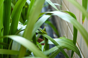 Grasshopper in the grass bush