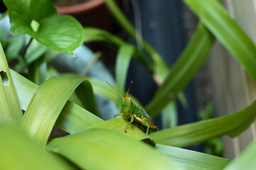 Fototapeta premium Grasshopper in the grass bush