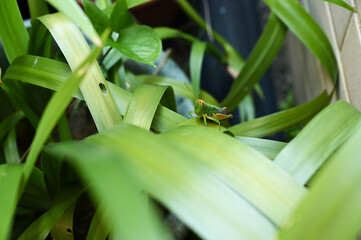Grasshopper in the grass bush