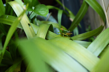 Grasshopper in the grass bush