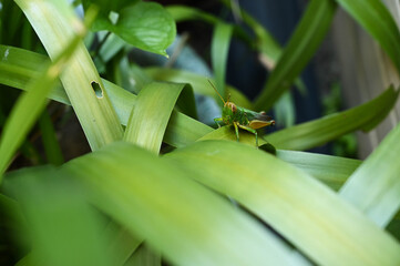 Grasshopper in the grass bush