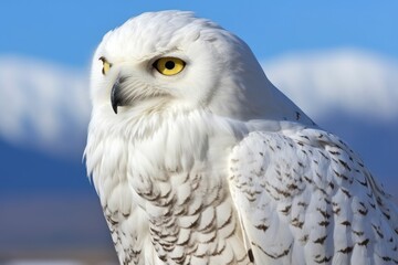 Obraz premium profile of a snowy owl with dusky mountains as a backdrop
