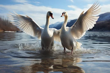 Foto op Plexiglas a pair of swans flying over the water © Angah