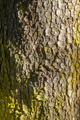 Large tree trunk covered with green moss. Tree trunk covered with green moss in autumn. Tree trunk texture.