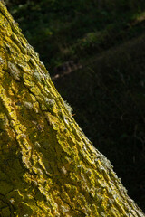 Large tree trunk covered with green moss. Tree trunk covered with green moss in autumn. Tree trunk texture.