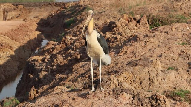 The marabou stork is a large wading bird in the stork family Ciconiidae.
Cambodia. The picture was taken on Tonle Sap Lake, near the town of Siem Reap. 
