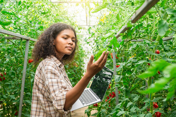 American woman farming tomatoes organic