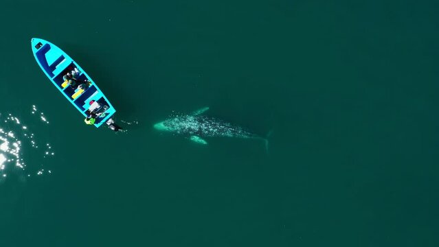 Aerial view of gray whales swimming near boat on sea surface. Whale watching in Guerrero Negro bay