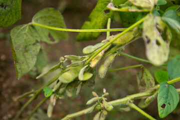 Edamame Japanese beans in a garden on Sado Island in Niigata, Japan.