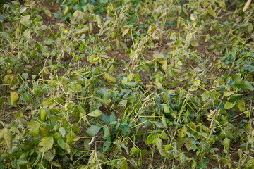Edamame Japanese beans in a garden on Sado Island in Niigata, Japan.