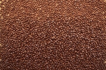 a bunch of coffee beans spread evenly on a mat