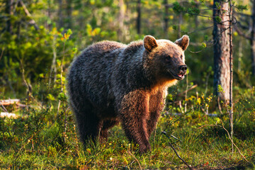 Fototapeta premium brown bear in the woods