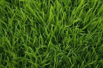 Fototapeta na wymiar close-up photograph of dense grass
