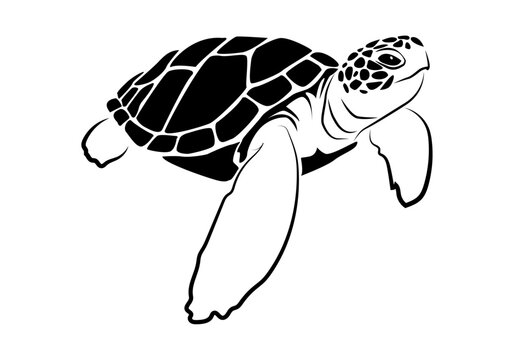 graphic sea turtle , vector illustration of sea turtle , vector of turtle design on a white background