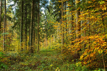 Forest trees autumnal scene. Golden October, tall pine trees, dense vegetation, cliudy day, no people
