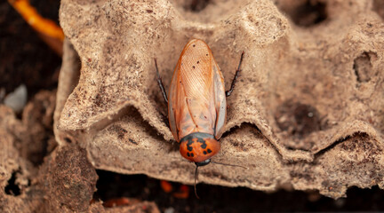 Madagascar Hissing Cockroach close-up. Exotic pet, tropical insect.