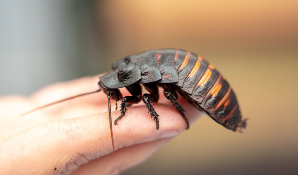 Madagascar Hissing Cockroach. A cockroach sits on a man's hand close-up. Exotic pet, tropical insect.