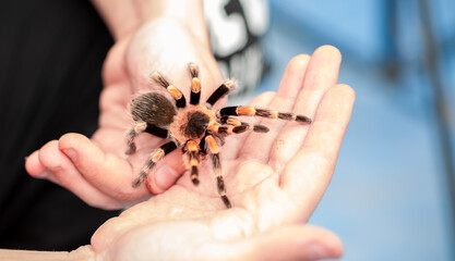 Tarantula spider on a man's hand close up. Tarantula spider as a pet.