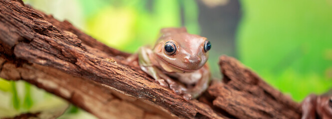 An Australian tree frog sits on the bark of a tree. The frog turns around and looks at the camera.