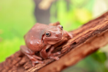 An Australian tree frog sits on the bark of a tree. The frog turns around and looks at the camera.