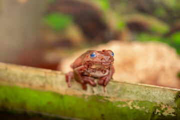 An Australian tree frog sits on the bark of a tree. The frog turns around and looks at the camera.