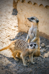 meerkat on guard