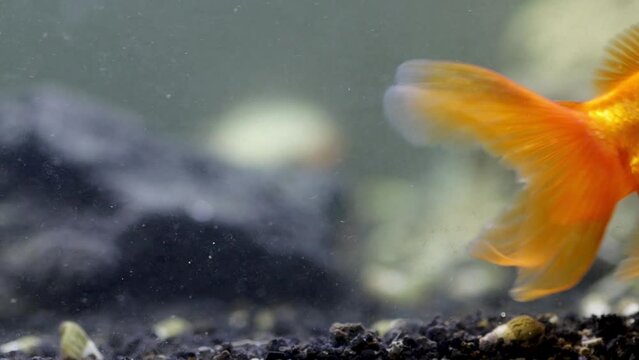 goldfish in an aquarium on a dark background. Carassius auratus different colors.