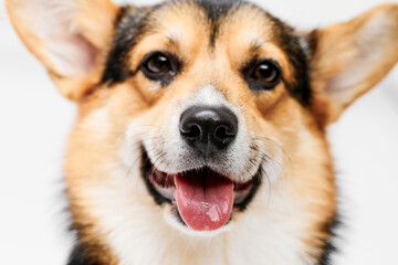 Pembroke Welsh Corgi portrait isolated on white studio background with copy space, purebred dog