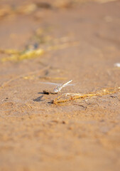 A dragonfly sits on the sand by the river. Beautiful nature scene with dragonfly outdoors, wildlife.