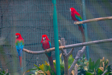 Colorful parrots resting on the tree