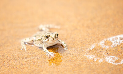The frog sits on the sand on the shore of the lake. Beautiful wildlife landscape with place for text. The concept of protecting wildlife and ecology.
