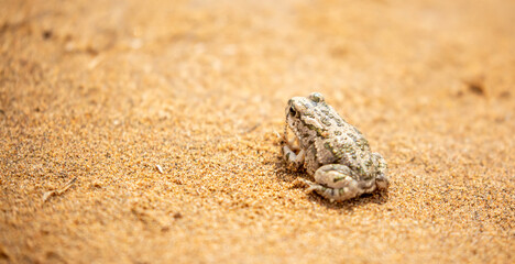 The frog sits on the sand on the shore of the lake. Beautiful wildlife landscape with place for text. The concept of protecting wildlife and ecology.