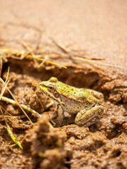 The frog sits on the sand on the shore of the lake. Beautiful wildlife landscape with place for text. The concept of protecting wildlife and ecology.