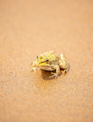 The frog sits on the sand on the shore of the lake. Beautiful wildlife landscape with place for text. The concept of protecting wildlife and ecology.
