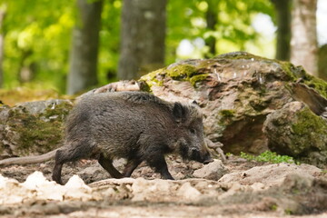 Sus scrofa. Beautiful portrait of a wild boar in the nature habitat.