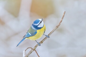 A cute blue tit sitting on the branch. Winter scene with a blue tit.  Cyanistes caeruleus