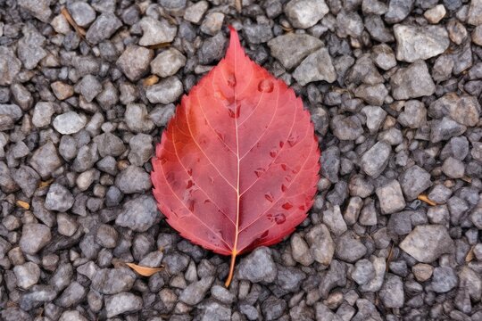 closeup picture of a red autumn leaf on gravel