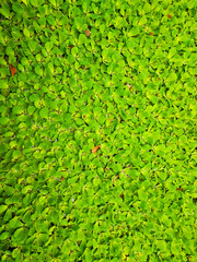 The whole pond is full of hibiscus, and the background of hibiscus is full of mystery. Water lettuce.