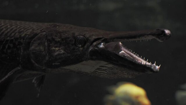 Alligator gar, Atractosteus spatula in dark water