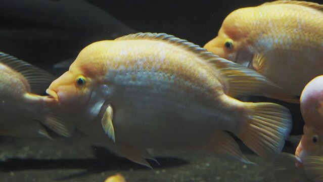 Midas cichlid, tropical fish in exotic aquarium. View of Amphilophus citrinellus fish.
