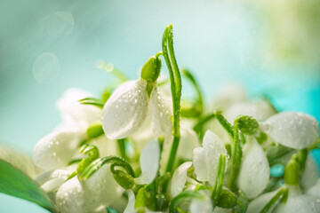 Bouquet of the first spring flowers of snowdrops in drops of dew close-up. Soft artistic selective...